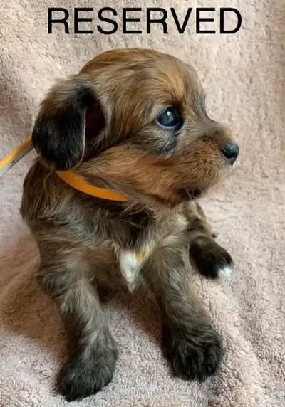 Yorkie-poo puppies, View more