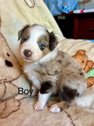 Registered Australian Shepherd Puppies, View more