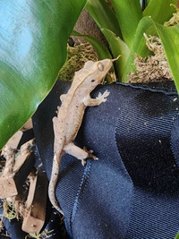 Dalmation crested gecko