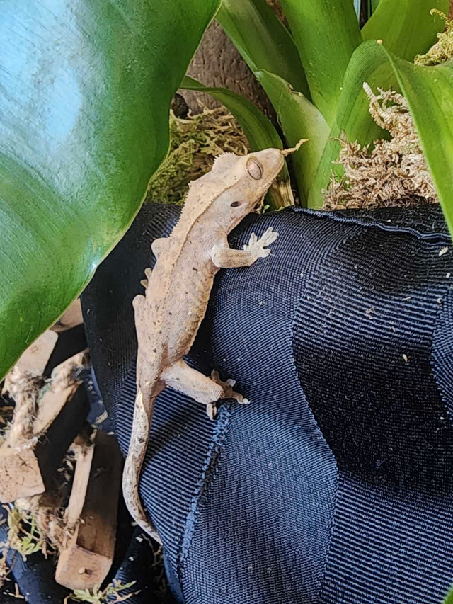 crested gecko in Reptiles & Amphibians for Rehoming in Delta/Surrey/Langley - Image 2