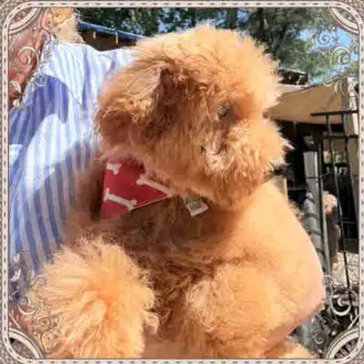 ❤️Caniche Toy  poodle, View more