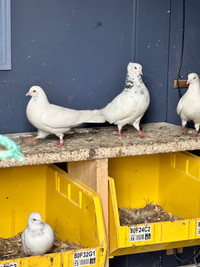 Pigeons and Dove’s for sale