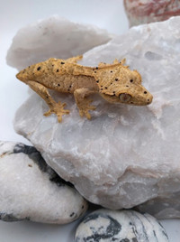 Bébé gecko à crête super dalmatien jaune