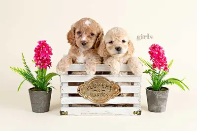Adorable Mini Cockapoo Puppies , View more