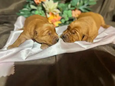 Golden Retriever Pups, View more