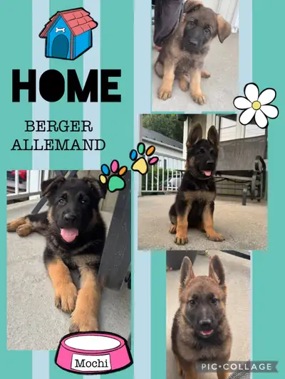 Berger allemand, View more