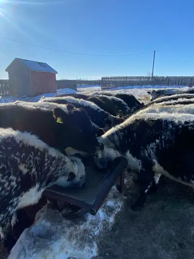 Looking for pasture to rent, View more