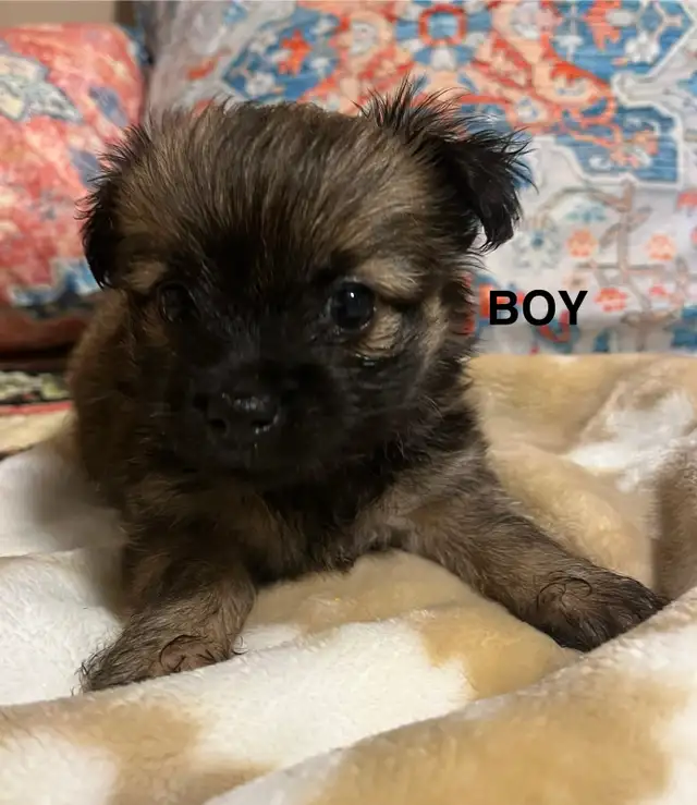 Adorable Outgoing Chorkie Puppies ( 1 Male) in Dogs & Puppies for Rehoming in Barrie - Image 2