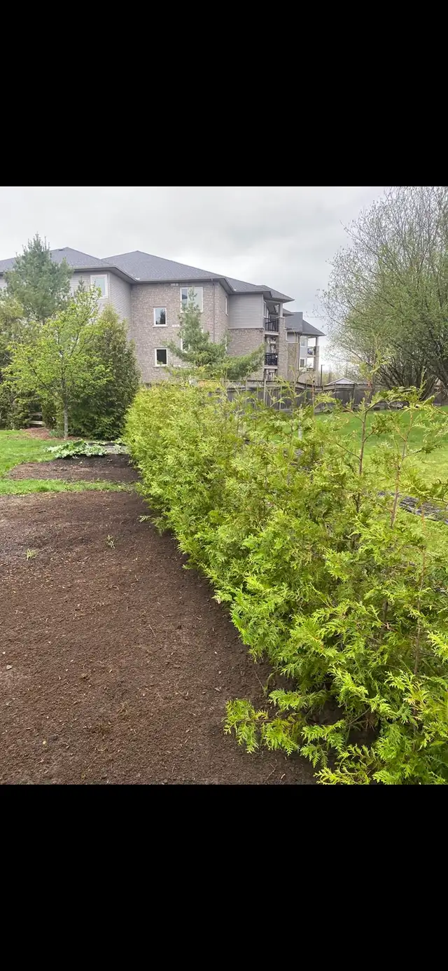 Cedar Hedges in Plants, Fertilizer & Soil in Ottawa - Image 5