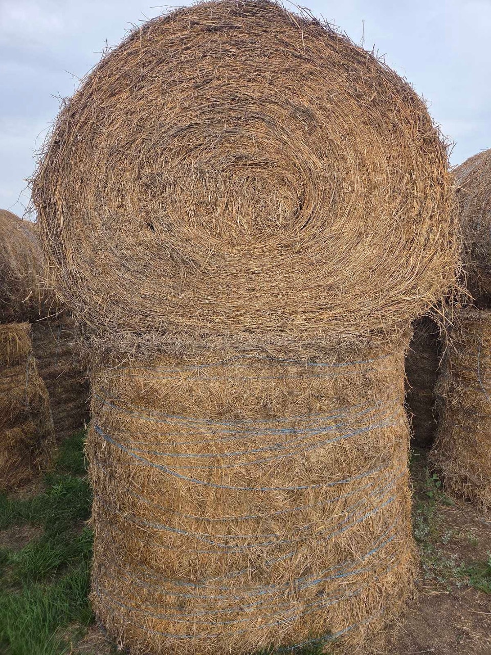 2025 alfalfa hay | Livestock | Saskatoon | Free local classifieds - Kijiji