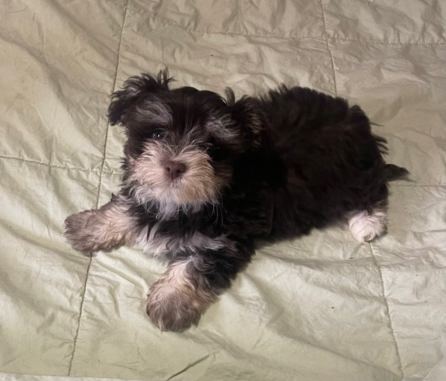 Havanese Puppy in Dogs & Puppies for Rehoming in Mississauga / Peel Region - Image 4