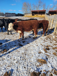 YEARLING POLLED HEREFORD BULLS
