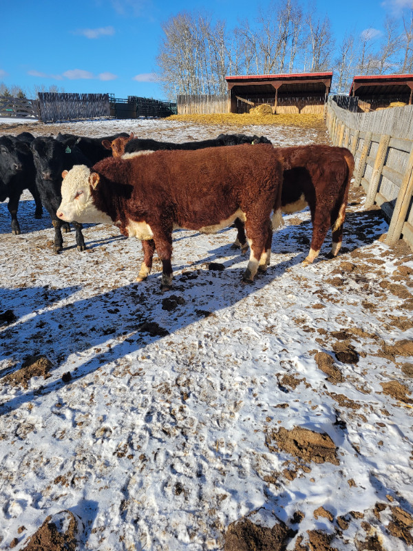 YEARLING POLLED HEREFORD BULLS in Livestock in St. Albert
