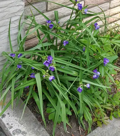 Fabulous plant, View more