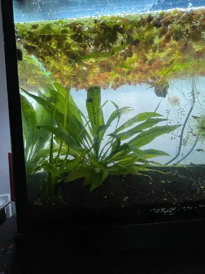 3 year old Java fern. Last time it checked it was 12"×12". It's in the corner of a tank so it's prob...
