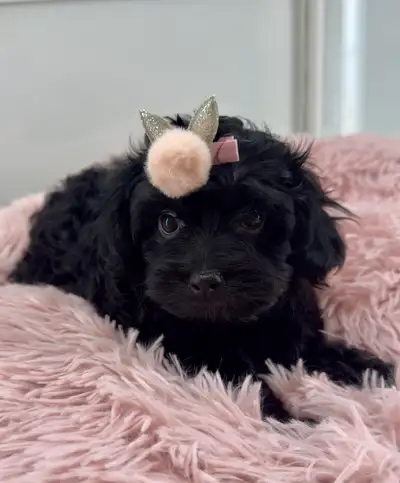 Super small beautiful Yorkie/ poodle pups , View more