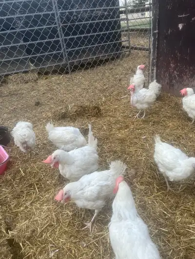 I have 20 leghorn laying hens they are just 2 years old still laying good. Please call or text 780-8...