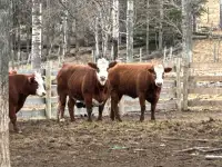 Finished beef for sale heifers and steer 