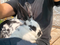 Bunny is lonely and wants a loving home
