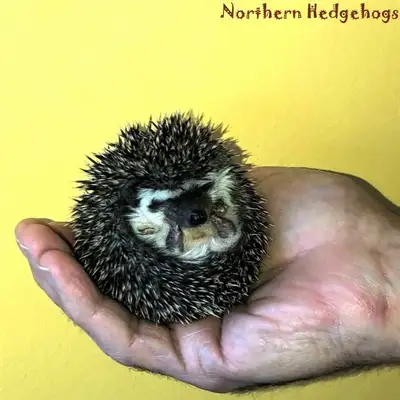 Pedigreed Hedgehog Babies from Ethical Breeder, View more