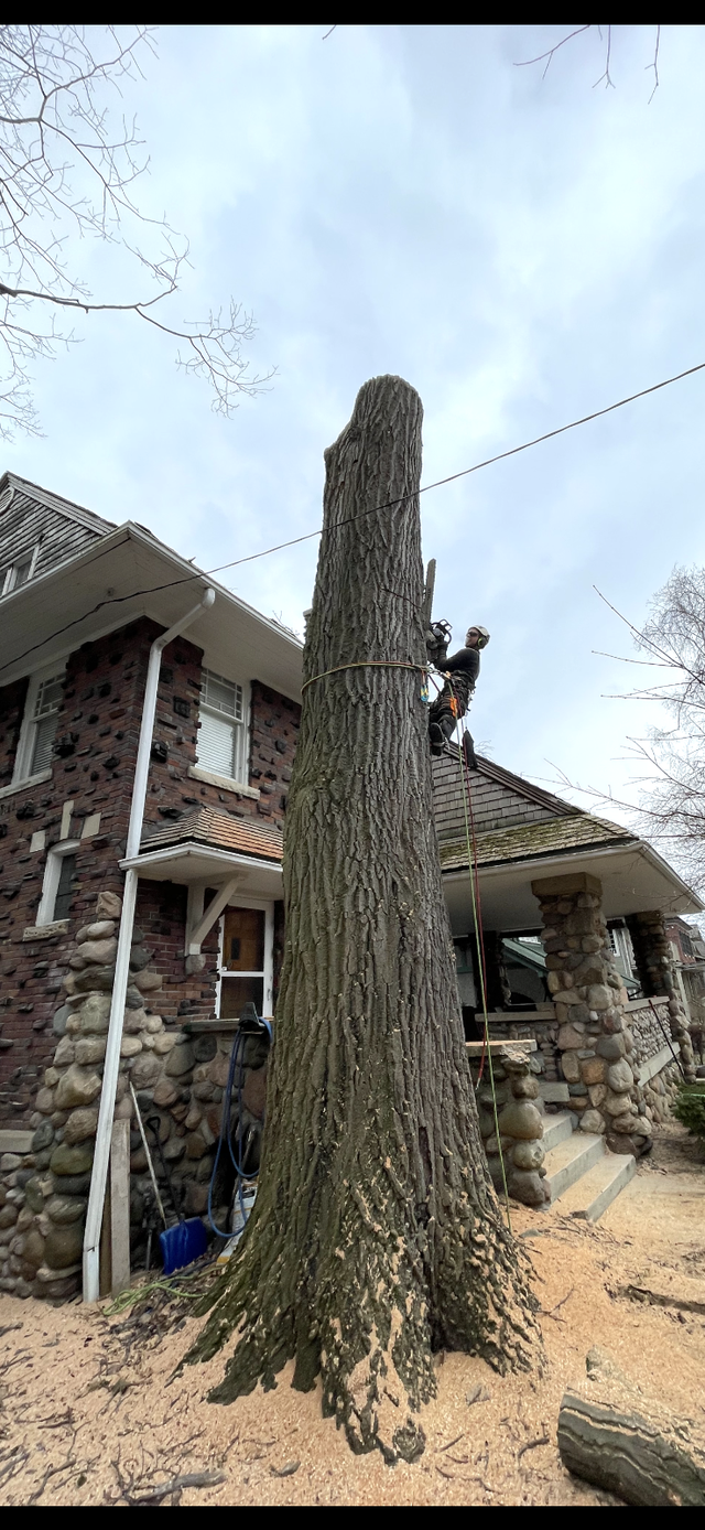 TREE REMOVAL in Lawn, Tree Maintenance & Eavestrough in City of Toronto - Image 2
