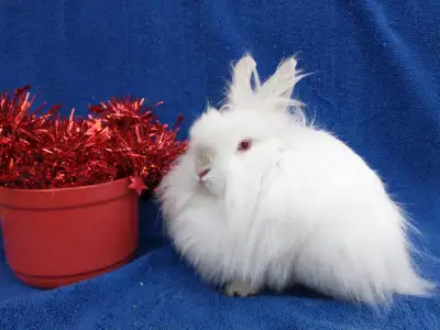 EXTRAORDINAIRE BÉBÉ LAPIN NAIN TÊTE DE LION  *  LIONHEAD BUNNY, View more