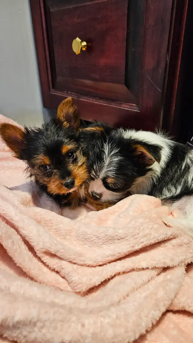 MALE YORKIE PUPPY in Dogs & Puppies for Rehoming in Belleville - Image 5