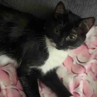 Tuxedo Cat  , View more