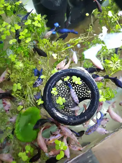 Betta Fish Floating Bungalow and Portal Feeder, View more