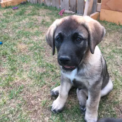 Kangal - Lab/Shepherd puppies, View more