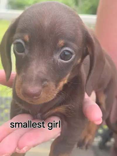 shorthair miniature Dashchund puppies, View more