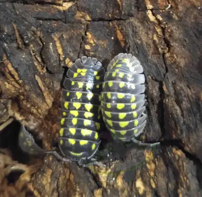 Yellow Spot Isopod, View more