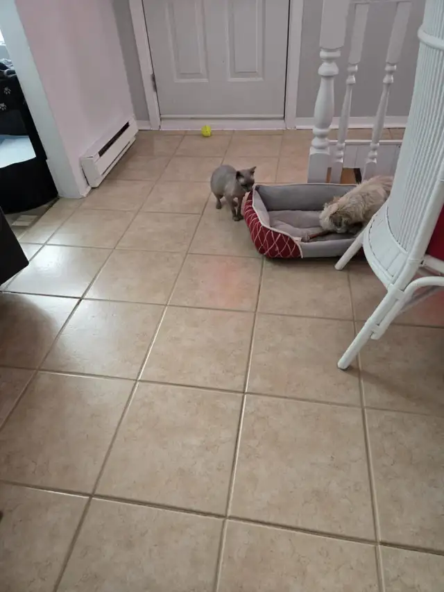 Chat Sphynx in Cats & Kittens for Rehoming in Lac-Saint-Jean - Image 7