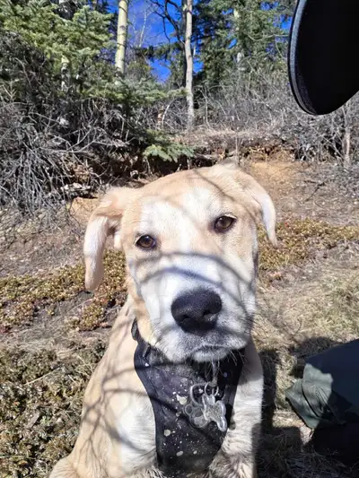 I am looking to rehome our 6 month old female lab/border collie cross puppy named Chloe. She is very...