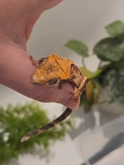 Juvenile Crested Gecko Harlequin 5.1 grams "Ace" Temporary home included for transportation. Pick up...
