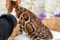 Outstanding Bengal Kittens Available (Pet or Breeder)