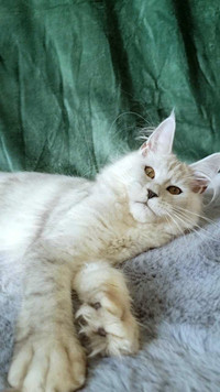 BENJAMIN- GORGEOUS SHADED SILVER JUMBO MAINE COON male (WCF)