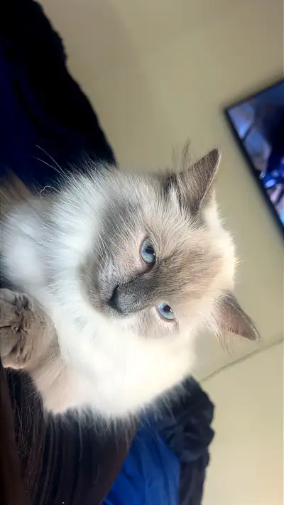 Ragdoll Kitten 2yrs, View more
