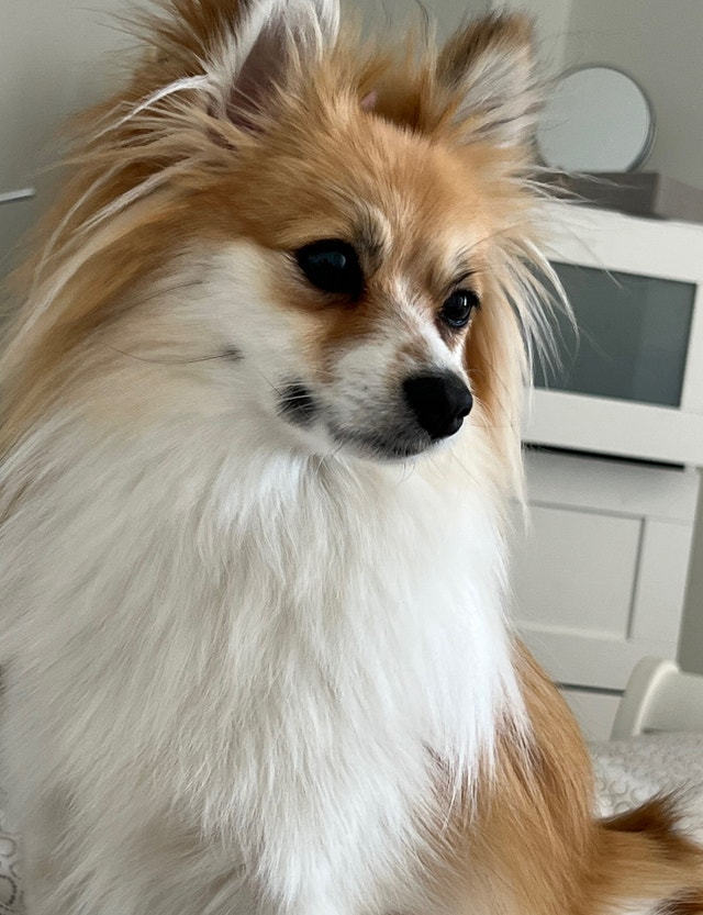 Pets for rehoming Dogs & Puppies for Rehoming Mississauga / Peel Region Kijiji