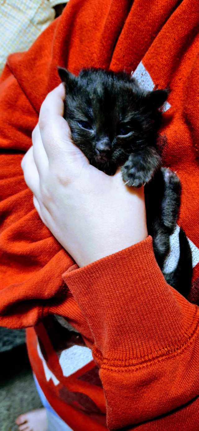 Part seal point siamese kittens in Cats & Kittens for Rehoming in Edmonton - Image 3