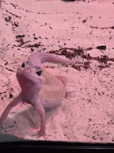 Gecko for sale, View more