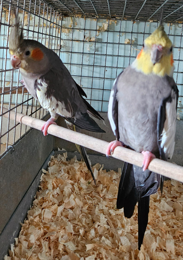Breeding pairs of cockatiels in Birds for Rehoming in St. Catharines - Image 4