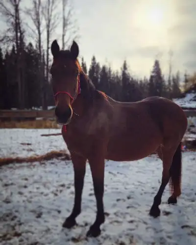 15yo Grade Mare, View more