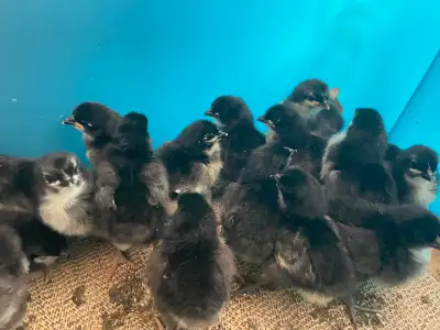 chicks chickens, View more