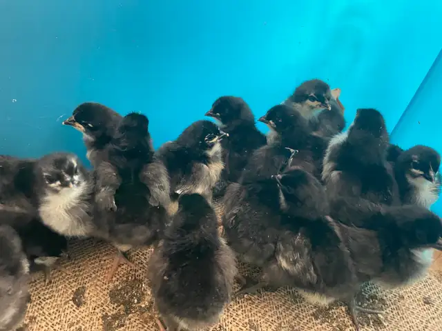 chicks chickens in Livestock in Vernon - Image 2