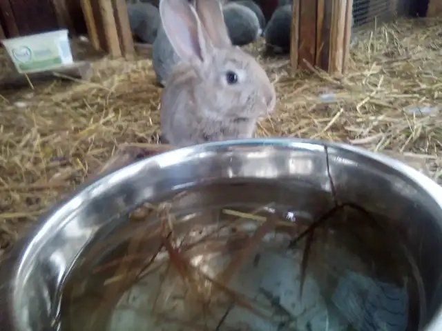 American Chinchilla Rabbits | Small Animals for Rehoming | St ...