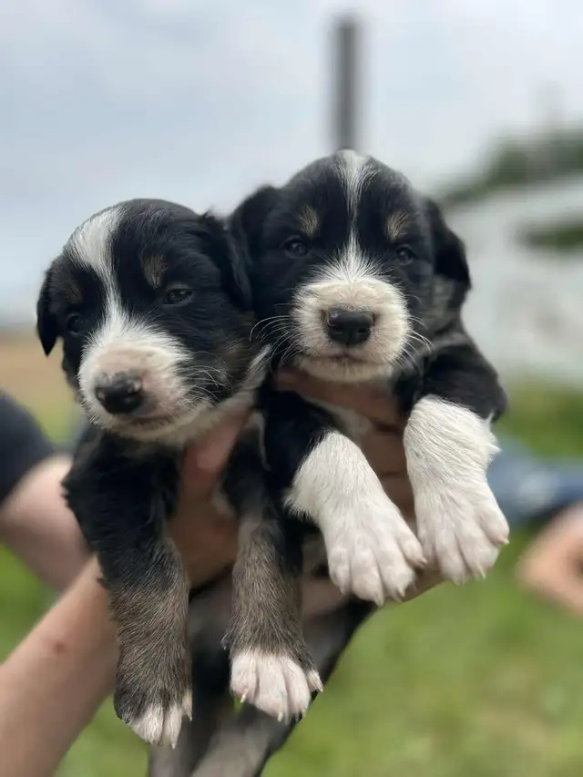 Chiot Border Collie in Dogs & Puppies for Rehoming in Trois-Rivières - Image 4