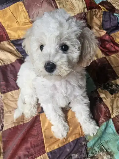 Bichon toy Poodle puppies, View more