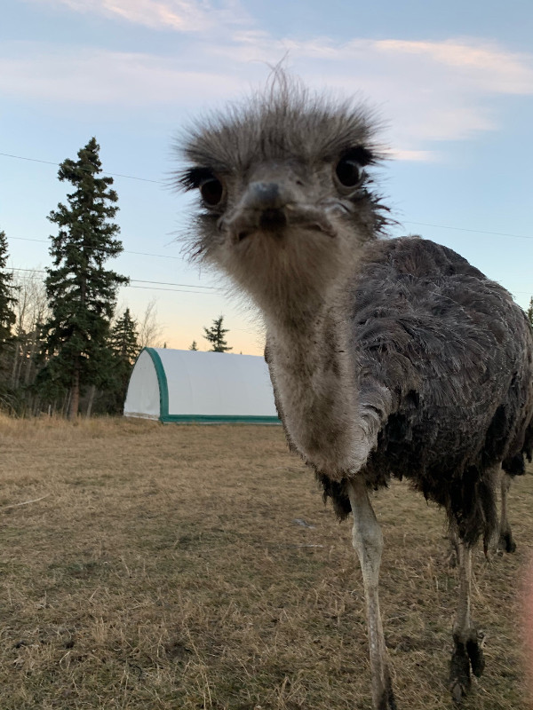 Ostriches in Livestock in Vancouver