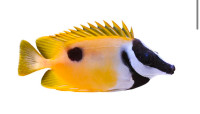 Saltwater Fish